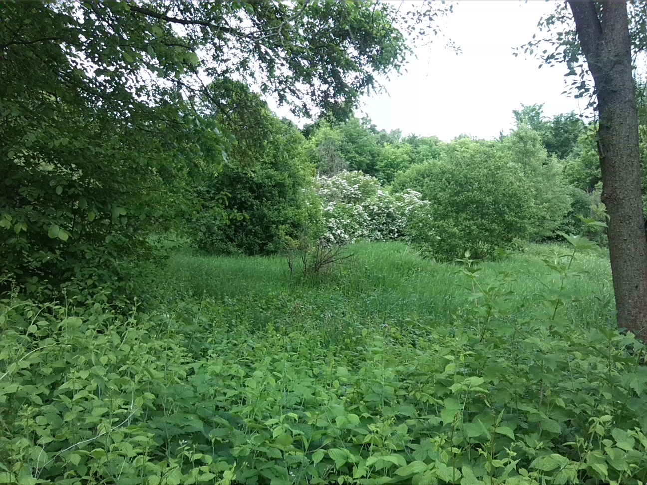 51a-Sprohne Südwestteil Blick Nach Nach Nordosten (1)