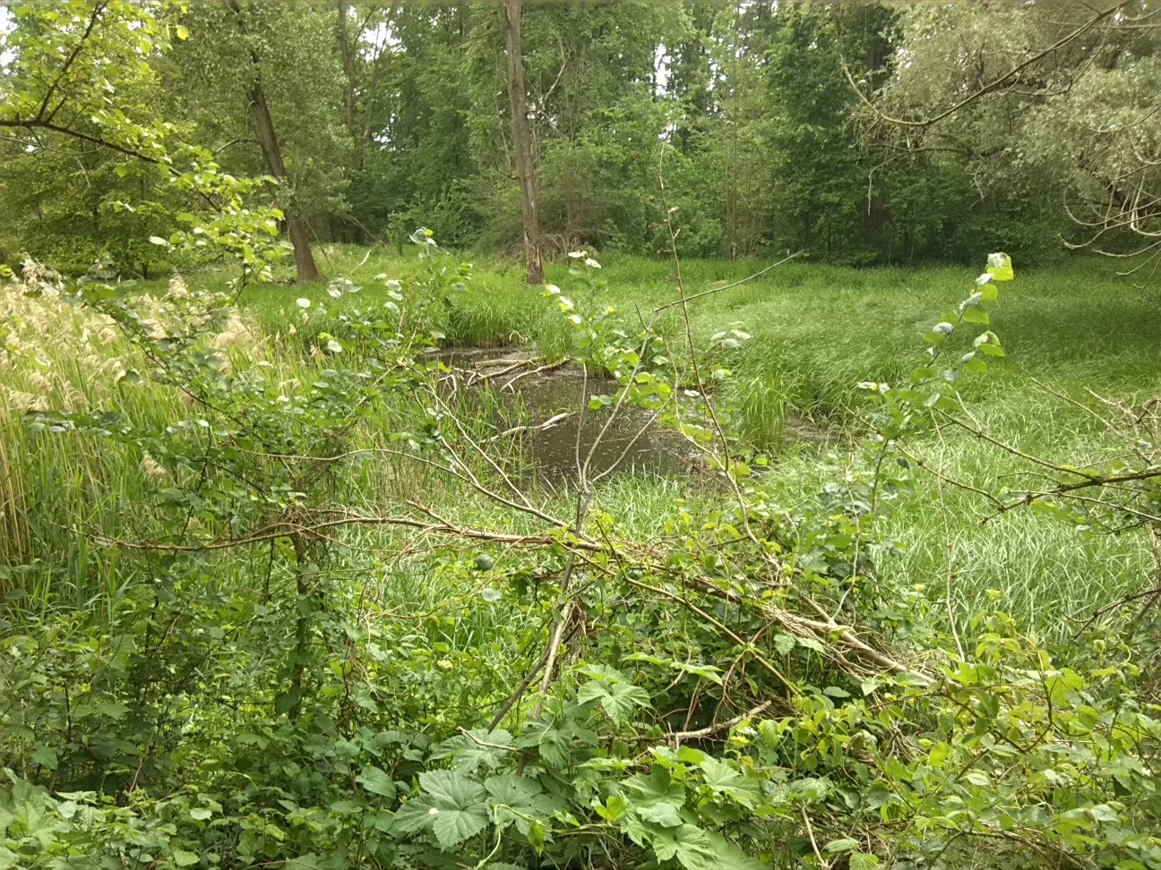52a-Sprohne Südwestteil Blick Zu Feuchtsenke Südwesten (1)