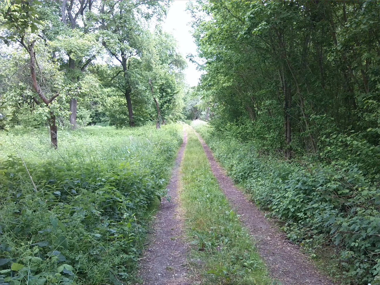 53a-Sprohne Südwestteil Blick Nach Südosten (1)