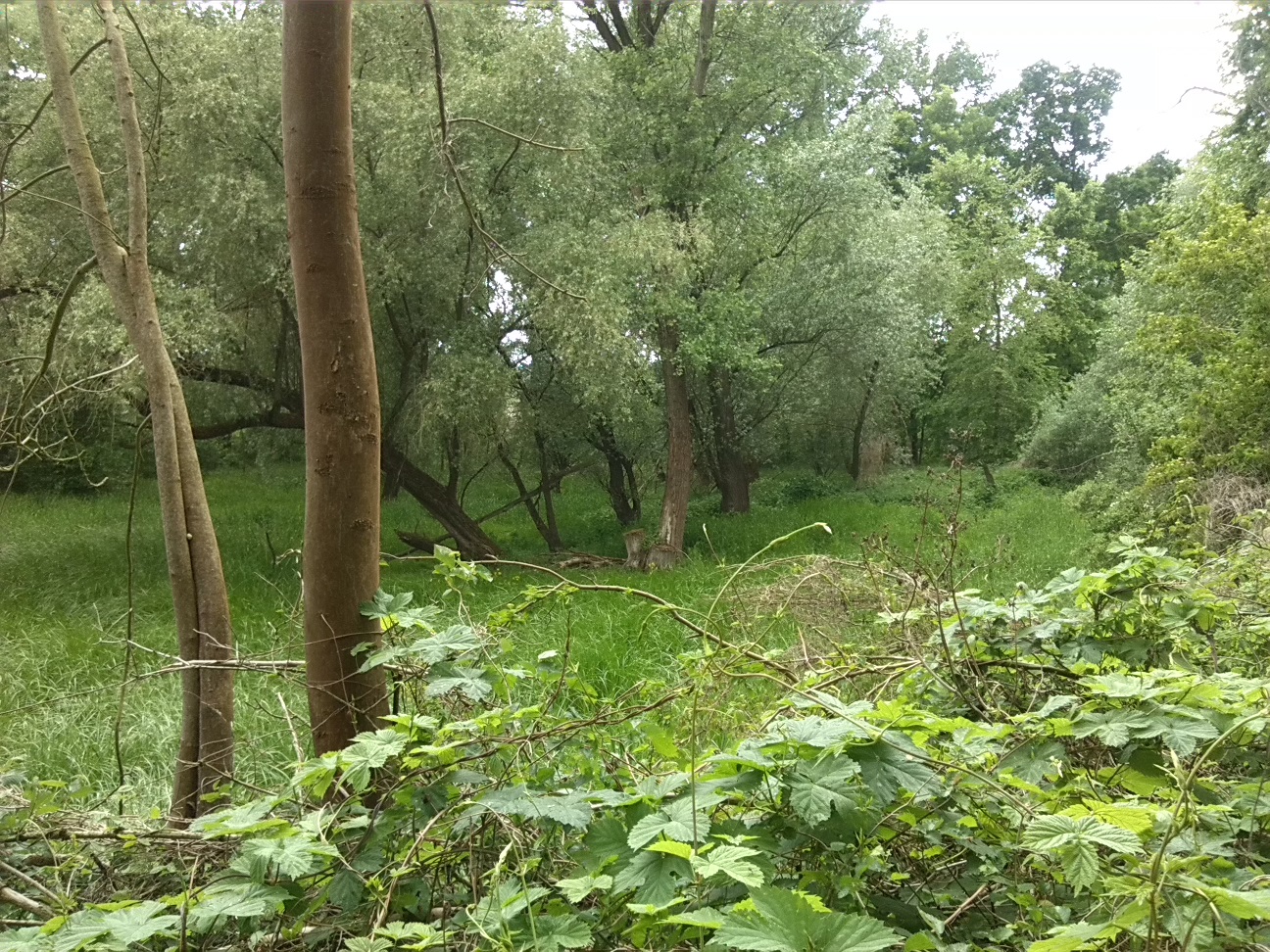 53a-Sprohne Südwestteil Blick Zu Feuchtsenke Mit Silberweiden Westen (2)