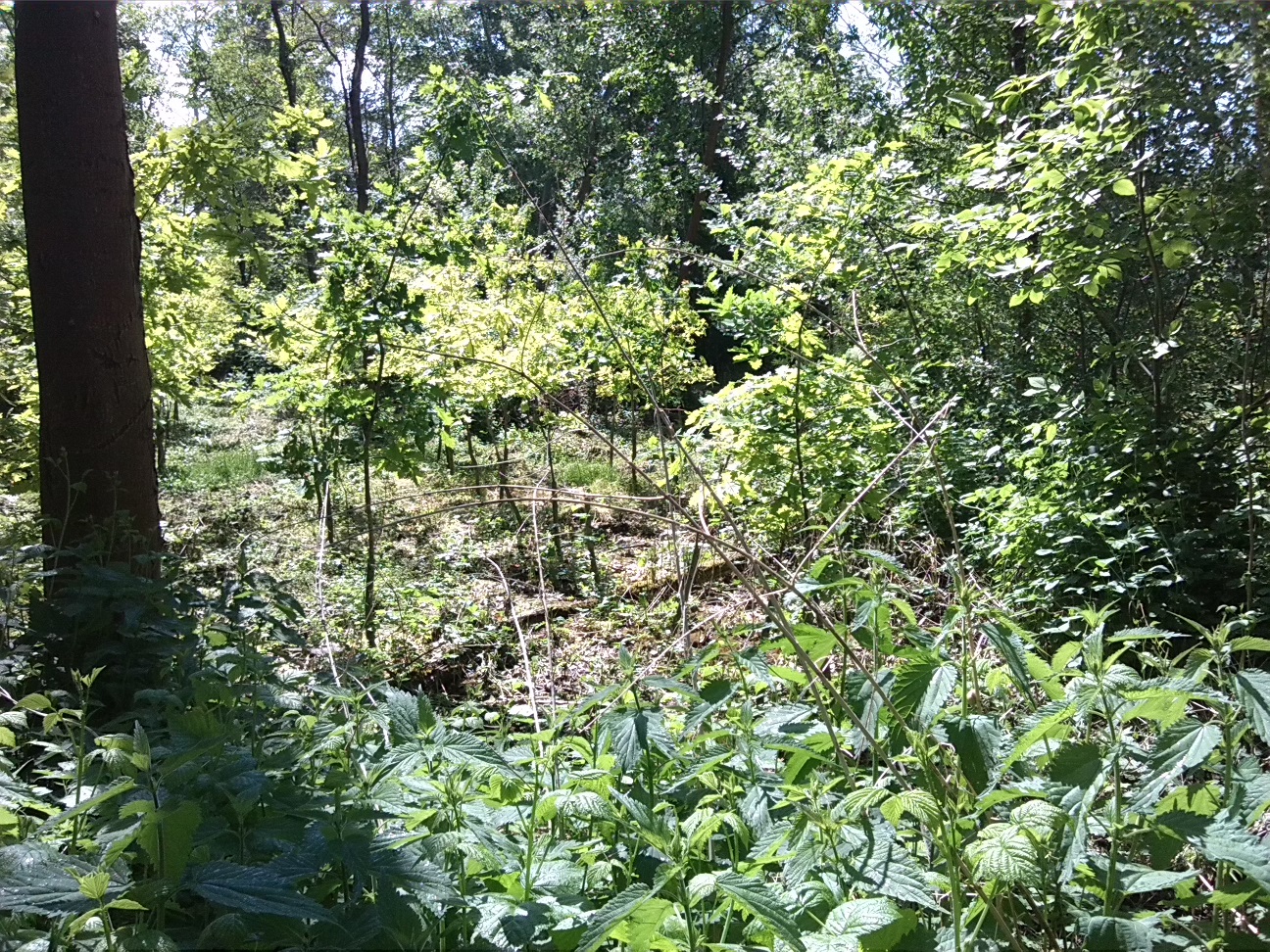 56a-Sprohne Stieleichen Pflanzungen In Südwestteil (1)
