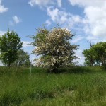 5a-Stassfurt-Bodeaue zwischen Stassfurt & Hohenerxleben Blick Zu Weißdorn Nach Süden (1)