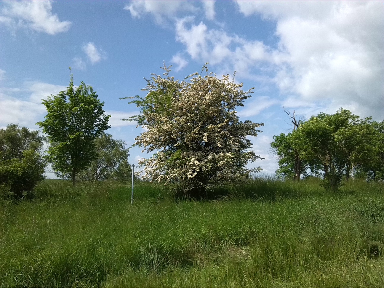 5a-Stassfurt-Bodeaue zwischen Stassfurt & Hohenerxleben Blick Zu Weißdorn Nach Süden (1)