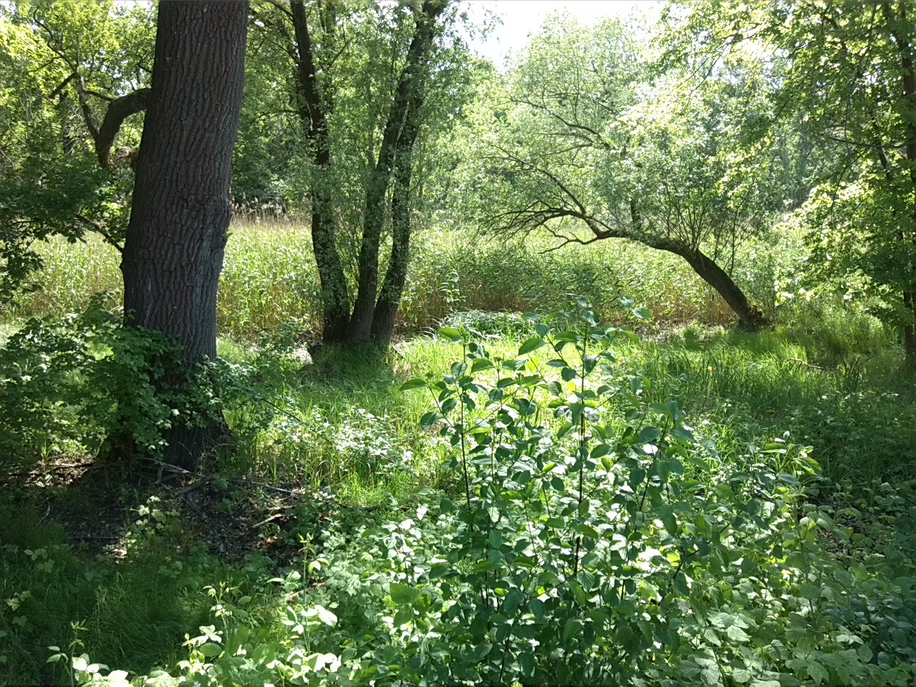 63a-Sprohne Zentralteil Feuchtgebiet Westlich K2101 Blick Nach Süden (2)