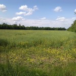 64a-Sprohne Zentralteil Westlich K2101 Blick Nach Norden In Richtung Wedlitz (1)