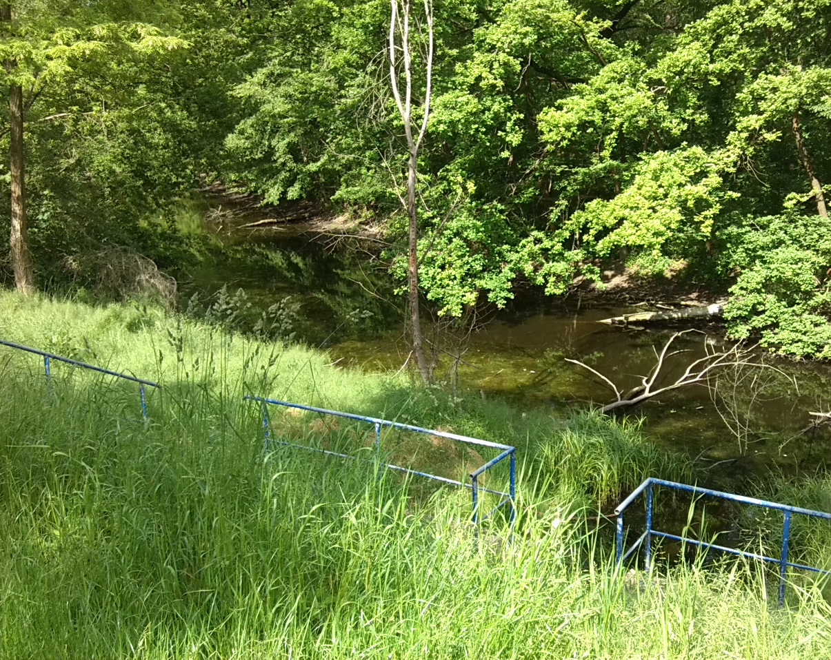 65a-Sprohne Zentralteil Feuchtgebiet Nördlich Am Deich (1)
