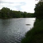 70a-Nienburg Lippoldiswerder Blick In Saalealtarm Nach Nordosten (1)