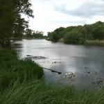 72a-Nienburg Lippoldiswerder Südostteil Blick In Saalealtarm Nach Nordosten (2)