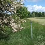 7a-Stassfurt-Bodeaue zwischen Stassfurt & Hohenerxleben Blick Von Bode Nach Norden (1)