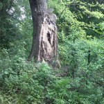 8a-Ziethe Nordöstlich Ziethebusch Blick Nach Südwesten (2)