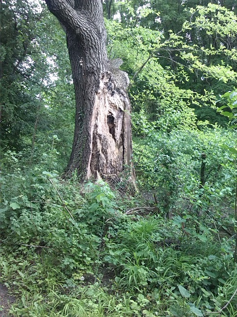 8a-Ziethe Nordöstlich Ziethebusch Blick Nach Südwesten (2)