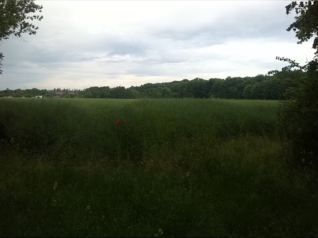9a-Blick Von Weg Südlich Ziethe Blick Zu Ziethebusch Nach Südwesten (1)