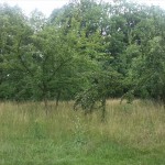 10a-Hakel Nordteil Unweit Weg Nach Hakeborn & Ruine Gaststätte Waldfrieden (1)