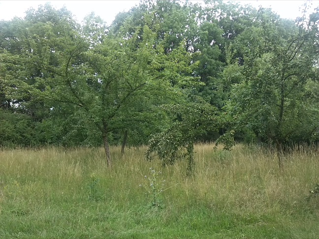 10a-Hakel Nordteil Unweit Weg Nach Hakeborn & Ruine Gaststätte Waldfrieden (1)