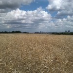 14a-Halle Granauer Berg Blick Über Rapsfeld Nach Osten & Südosten In Richtung Halle (1)