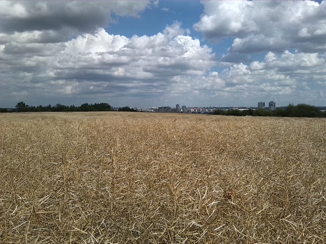 14a-Halle Granauer Berg Blick Über Rapsfeld Nach Osten & Südosten In Richtung Halle (1)