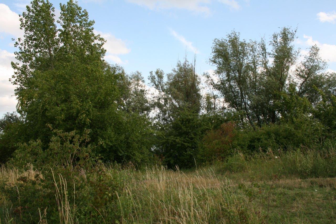 15-Hufeisensee Gehölzbestand Nordufer