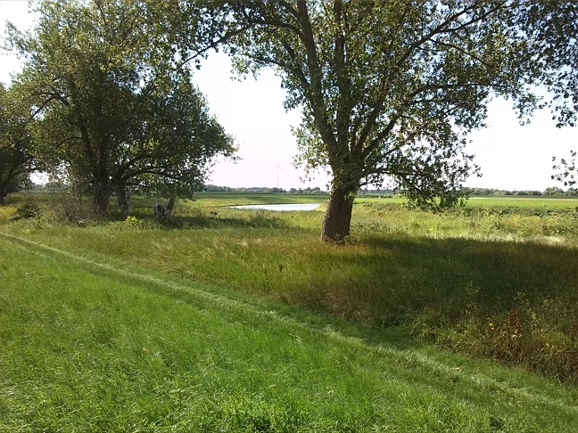 15a-Calbe Saaledeich Östlich Von Calbe Ost Blick Saaleabwärts Nach Süden (1)