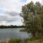 18-Hufeisensee Westufer Blick Nach Südosten Zu Innenkippe