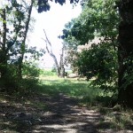 18a-Halle Westzipfel Dölauer Heide Zwischen NSG Lintbusch & Waldheil Blick Nach Nordwesten (1)