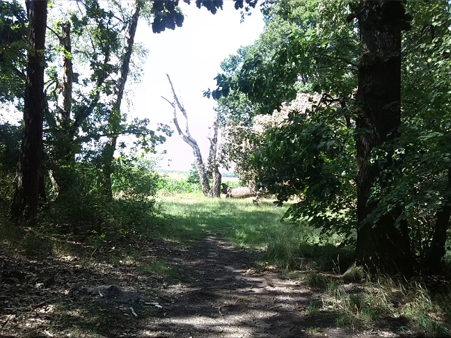 18a-Halle Westzipfel Dölauer Heide Zwischen NSG Lintbusch & Waldheil Blick Nach Nordwesten (1)