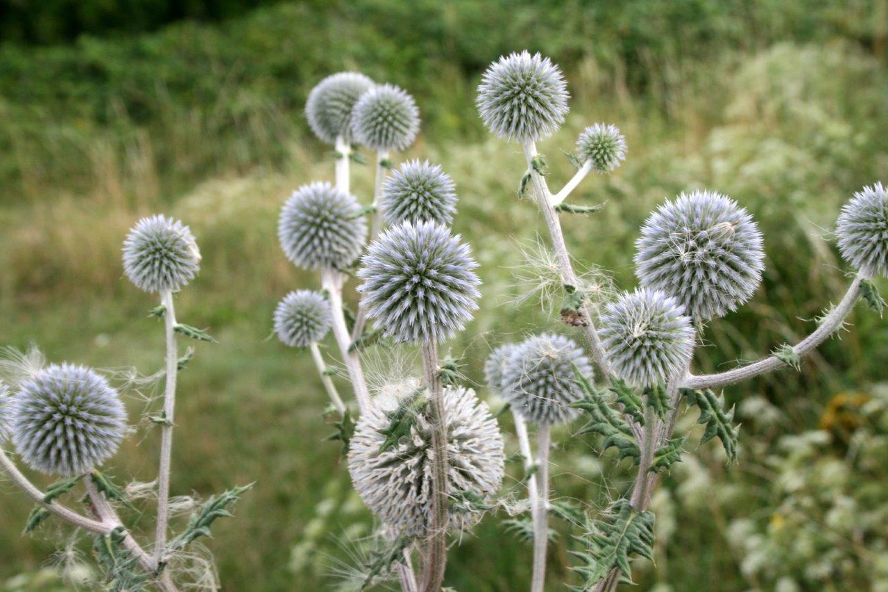 20-Hufeisensee Westufer Kugeldistel