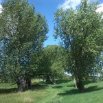 20a-Calbe Saaledeich Östlich Von Calbe Ost Blick Nach Nordwesten (1)