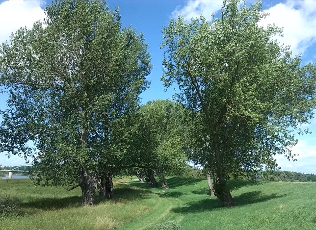 20a-Calbe Saaledeich Östlich Von Calbe Ost Blick Nach Nordwesten (1)