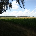 20a-Halle Westzipfel Dölauer Heide Zwischen NSG Lintbusch & Waldheil Blick Nach Nordwesten Zum Zorges (1)