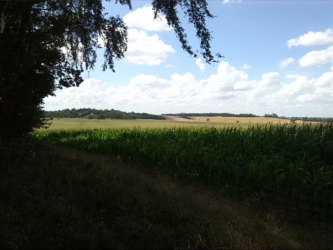 20a-Halle Westzipfel Dölauer Heide Zwischen NSG Lintbusch & Waldheil Blick Nach Nordwesten Zum Zorges (1)