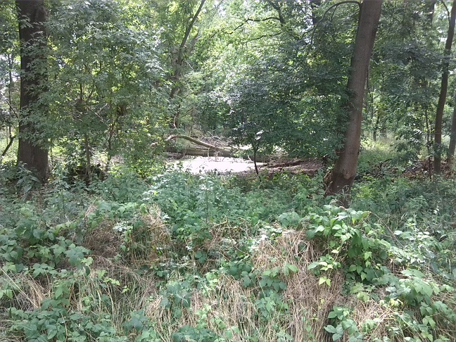 21a-Bodeaue Nördlich Ehlemündung Blick Nach Westen (1)