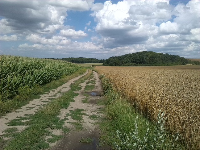 22a-Salzatal Verbindungsweg Dölauer Heide Lintbusch & Bennstedt Blick Nach Nordosten Zu Dölauer Heide & Lintbusch (2)