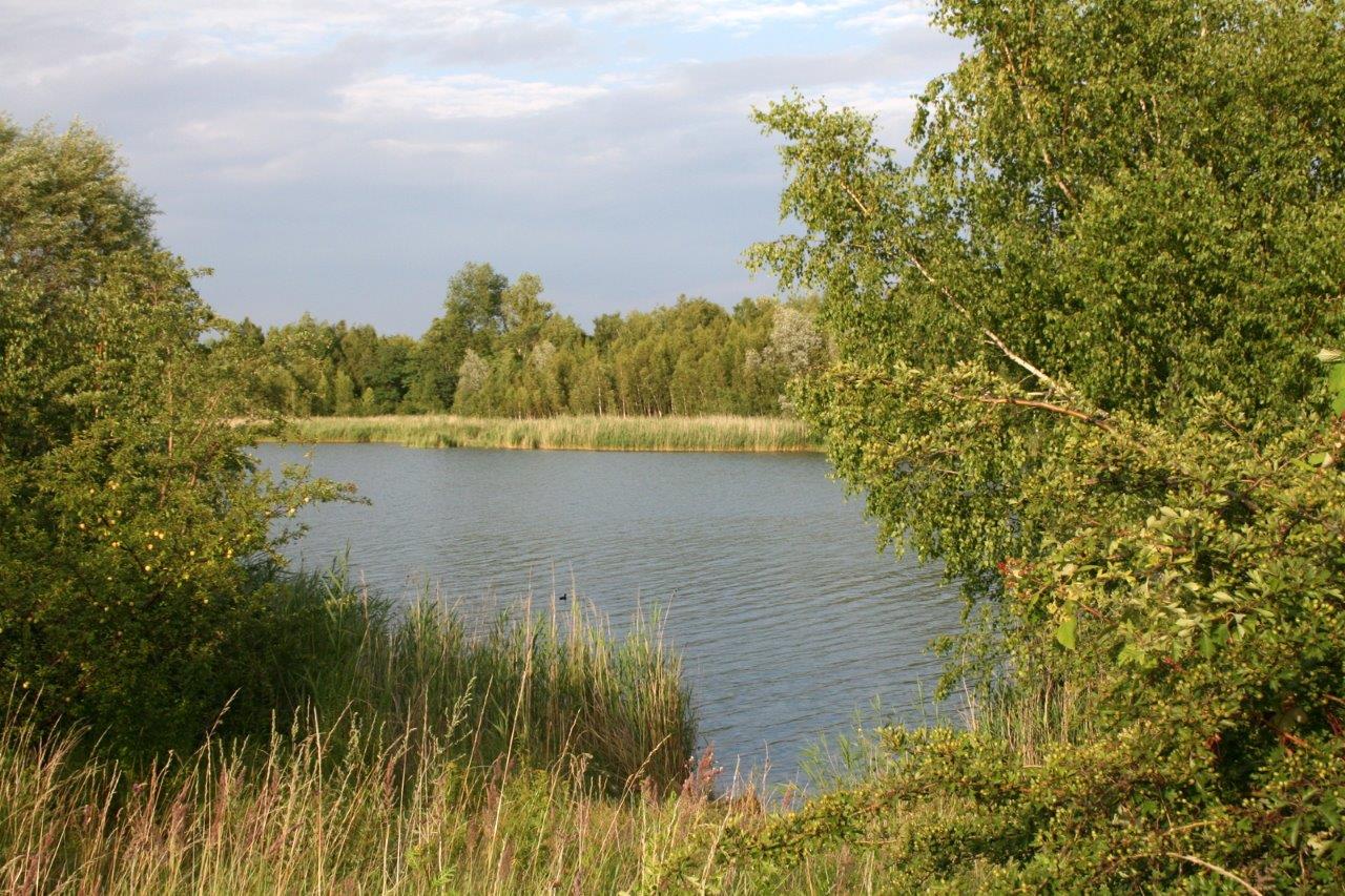 24-Hufeisensee Westufer Blick Nach Osten Zu Innenkippe