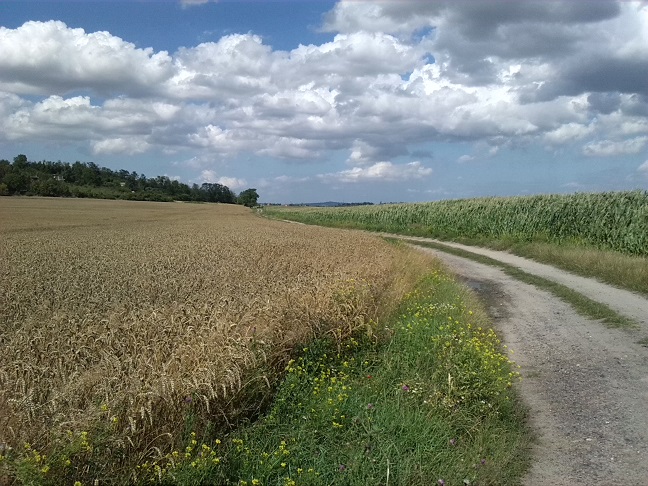 24a-Salzatal Verbindungsweg Dölauer Heide Lintbusch & Bennstedt Blick Nach Norden In Richtung Zorges (1)