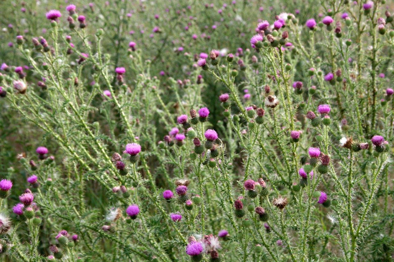 26-Hufeisensee Westufer Gemeine Kratzdistel