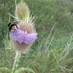 29a-Barby-Wilde Karde Mit Hummel Südöstlich Schützenplatz