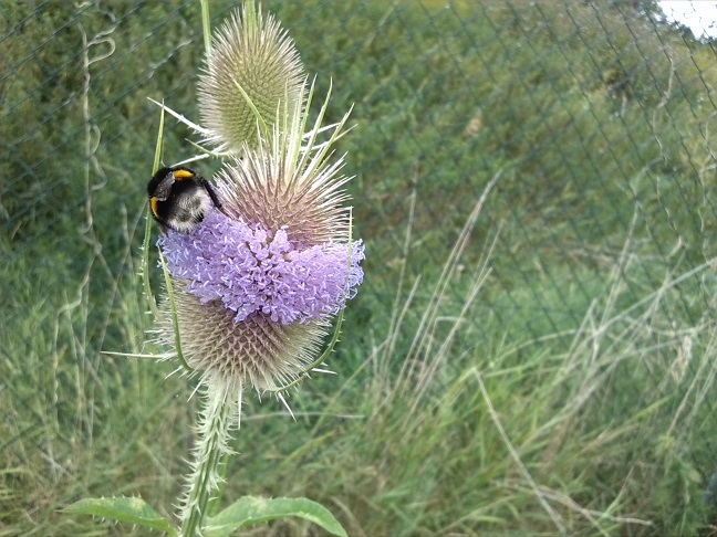 29a-Barby-Wilde Karde Mit Hummel Südöstlich Schützenplatz