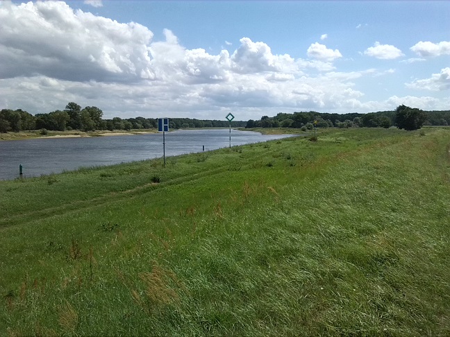 31a-Barby-Blick Zur Mündung Der Saale In Elbe (1)