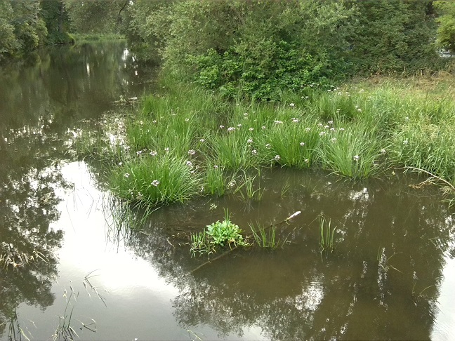 34a-Stassfurt Wehr Zwischen Kleingartenanlage Gänsefurther Straße & Die Horst Blick Zu Bestand Schwanenblume Bodeaufwärts Nach Nordwesten (1)