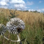 36a-Salzatal Müllerdorf Kalkberg Kugeldistel Mit Hummel