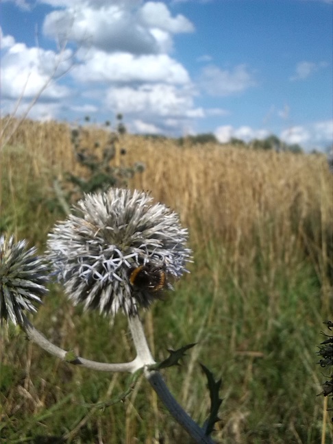 36a-Salzatal Müllerdorf Kalkberg Kugeldistel Mit Hummel