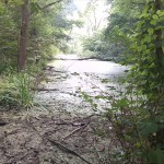 38a-Stassfurt Die Horst Altarm Bode Blick Nach Süden (3)
