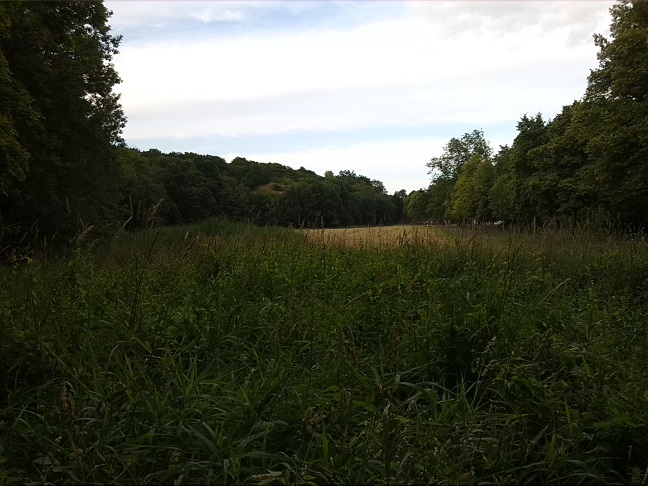 3a-Weg Zu Kreuzer Teichen Ab Talstraße Blick Von Westen Nach Osten (1)
