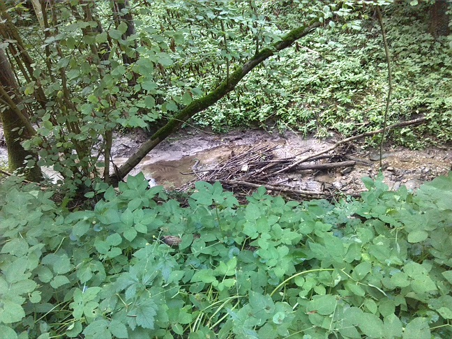 43a-Salzatal Beesenstedt Südwestteil Kloschwitzer Grund (1)