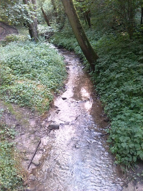 46a-Salzatal Beesenstedt Nordteil Kloschwitzer Grund Blick Bachabwärts Nach Süden (2)
