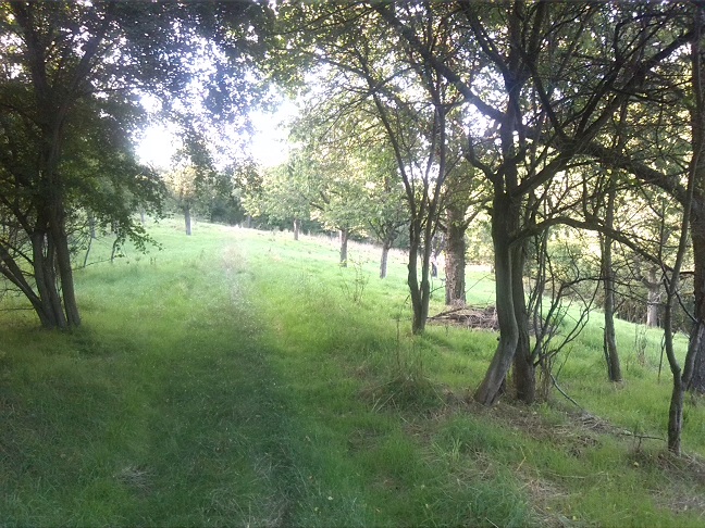 48a-Salzatal Beesenstedt Nordteil Kloschwitzer Grund Blick Streuobstwiese (1)