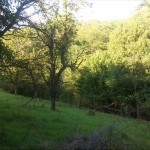 49a-Salzatal Beesenstedt Nordteil Kloschwitzer Grund Blick Streuobstwiese Mit Blick Ins Bachtal (1)