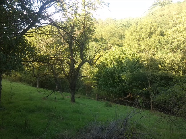 49a-Salzatal Beesenstedt Nordteil Kloschwitzer Grund Blick Streuobstwiese Mit Blick Ins Bachtal (1)