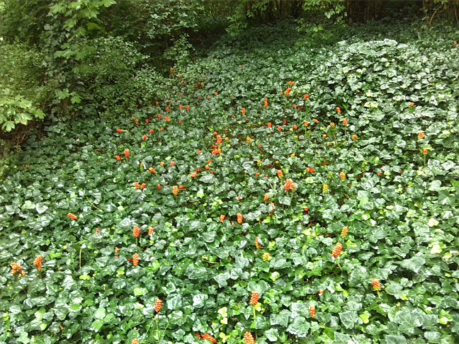 4a-Amtsgarten Efeu & Aronstab (1)
