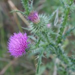 5-Hufeisensee Gewöhnliche Kratzdistel